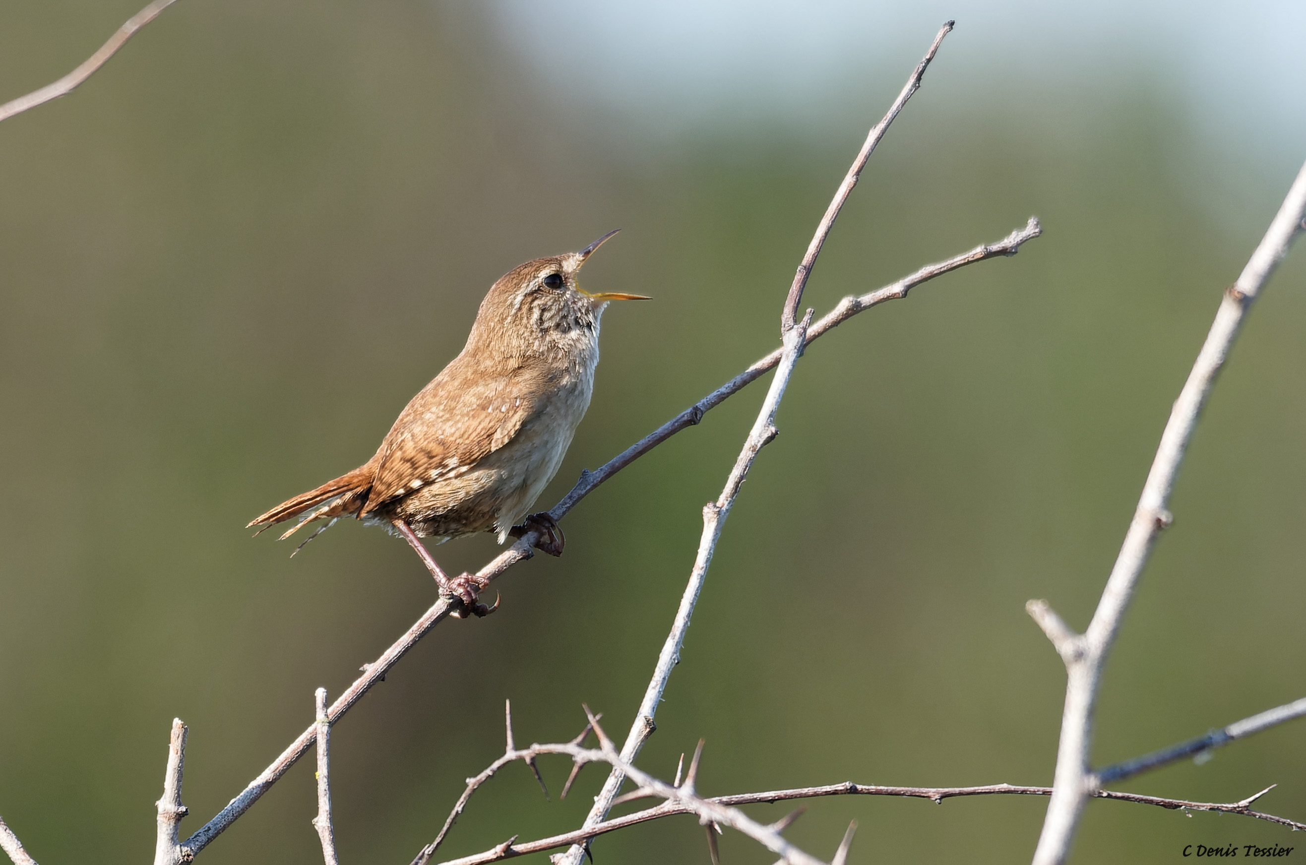 un troglodyte mignon, un oiseau parmi la biodiversité de la ferme